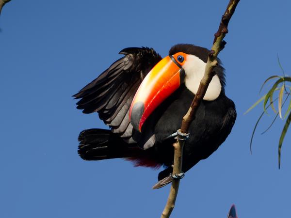 Reuzentoekan (Ramphastos toco)